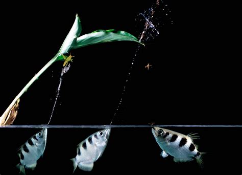 Results and Discussion. Archer fish hunt in groups and can shoot down stationary aerial insect prey over considerable distances by firing a precisely aimed shot of water at them 3, 5, 6, 7, 8.As the fish cannot correct their shot once released, they would need to account in advance for the spatial movement of both the target as well as of their …